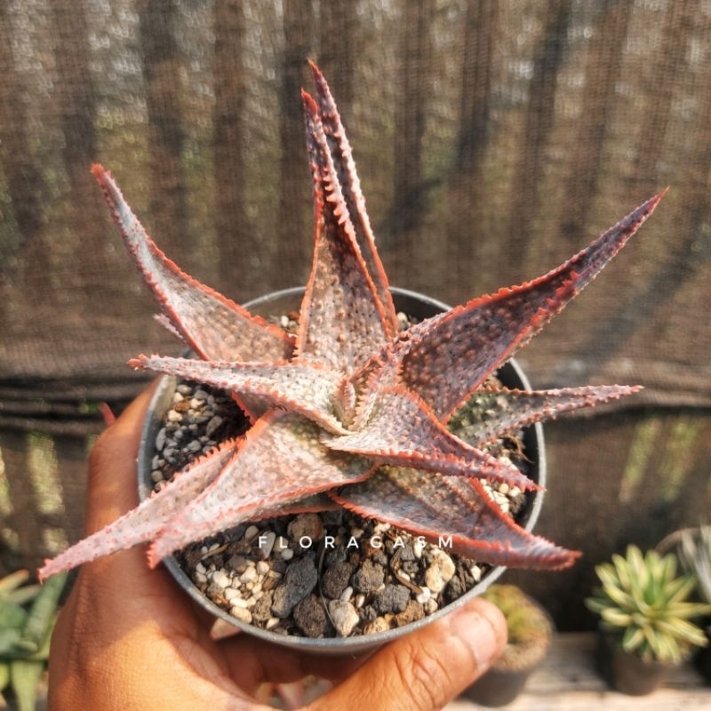 Aloe TCT Hybrid Blue Orange