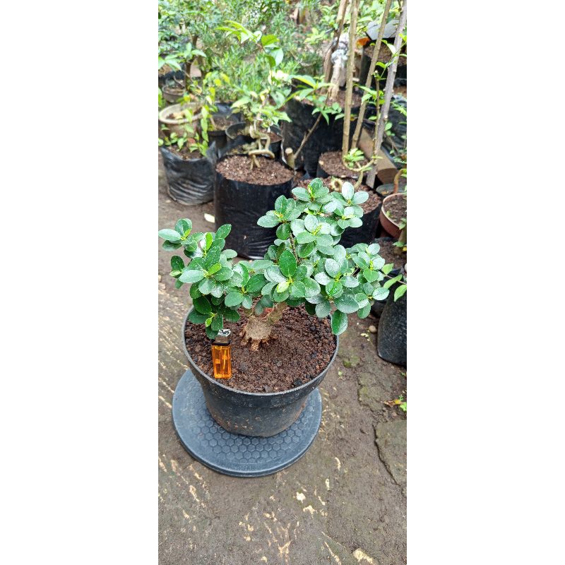 Bonsai dolar mikro sambung kimeng pecah batang