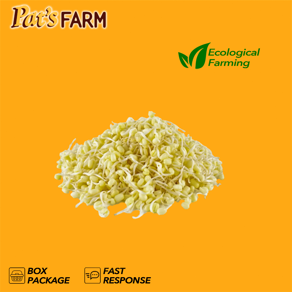 Tauge | Tauge Kecambah | Segar
