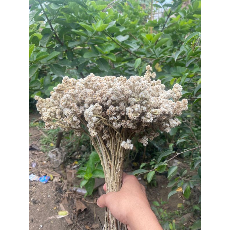 GROSIR BUNGA EDELWEISS IKAT BESAR/BUNGA KERING/BUNGA ABADI/BAHAN BUKET (BUNGA KERING BUDIDAYA)