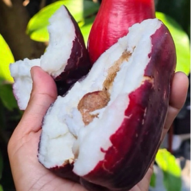 Bibit Jambu Jamaika Super Jumbo
