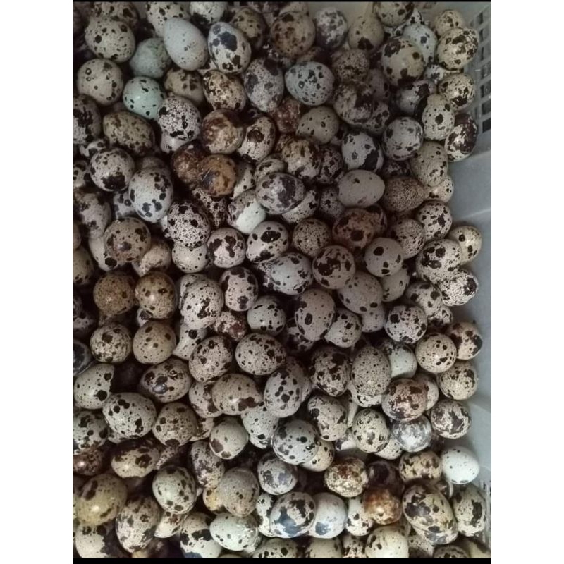 

telor 1/2 kg