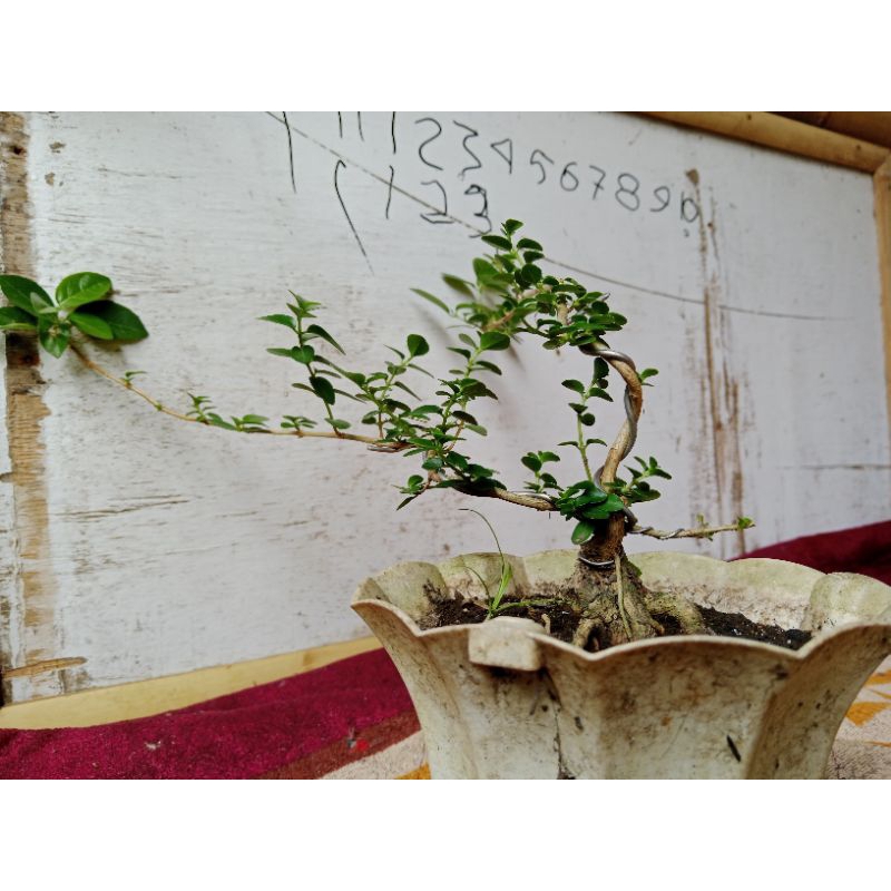 PAKET 3 POHON BONSAI SANCANG