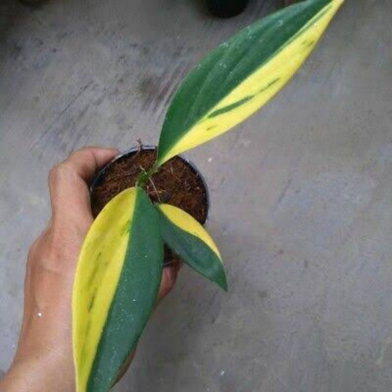 Scindapsus Coreaceus Varigata / Scindapsus Coriaceus Var