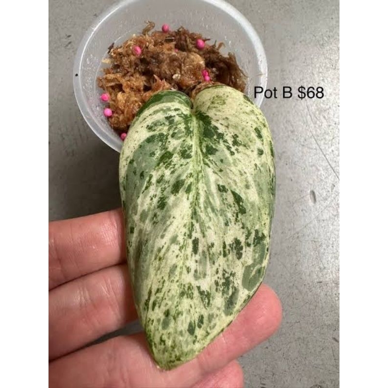 Scindapsus Marble Queen Varigata 1-2 Daun / Tanaman Hias Scindapsus Marbel Queen Var