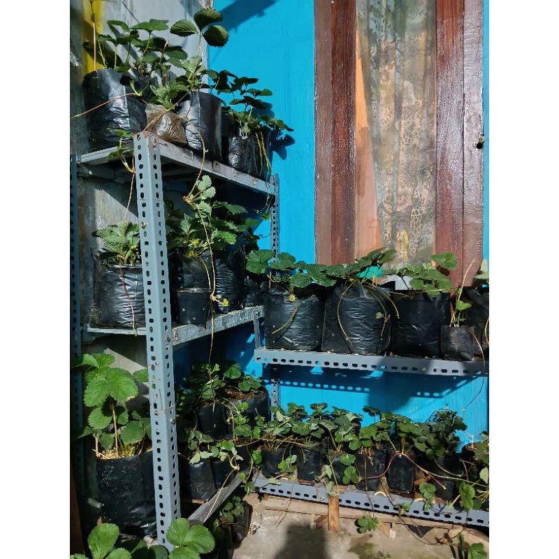 

strawberry california