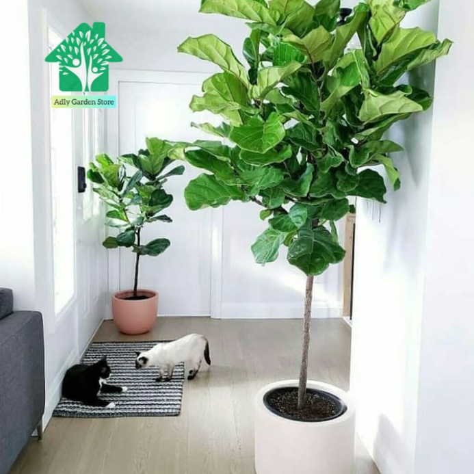 Hemat Besar Tanaman Hias Ketapang biola tanaman indoor  outdoor tinggi 1 meter