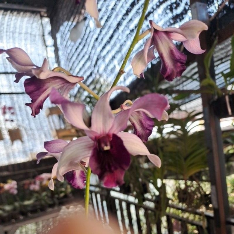 Dendrobium Indonesia Raya Blue