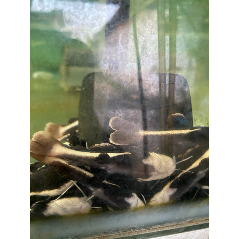 hiasan Aquarium RTC ukuran 8-10cm