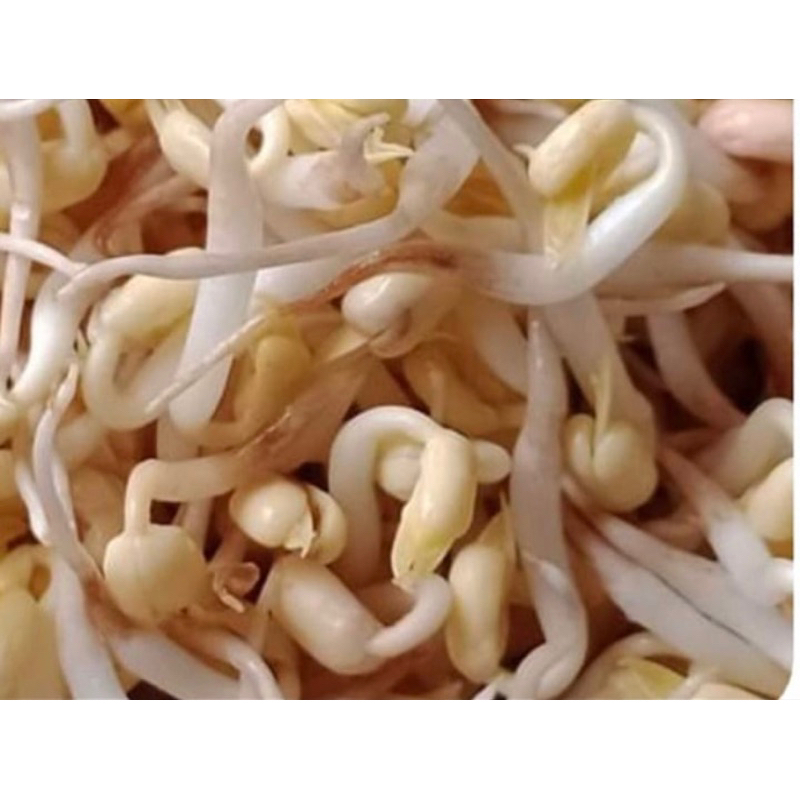 Obat Merah Campuran khusus tauge ( 1 liter ) ( Pemutih tauge & Penghambat akar/daun tauge )