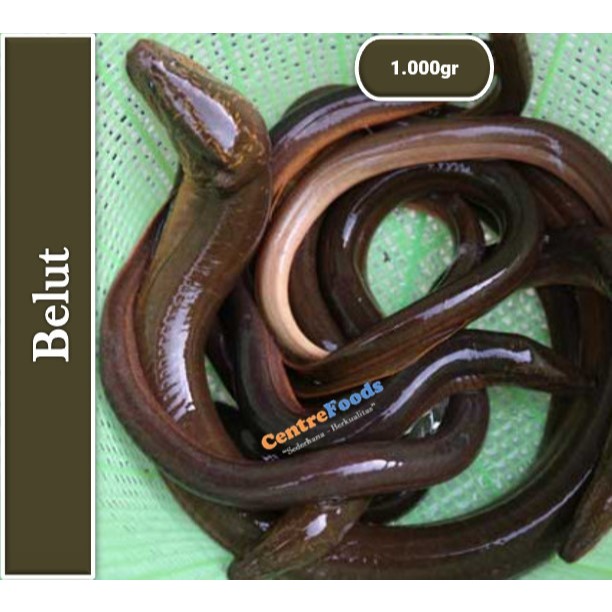 

IKAN BELUT - Hidup/Mati Fresh | 1.000gr [ Harga Per KG ]