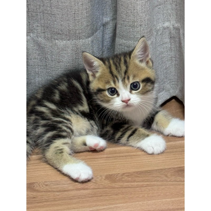 Kucing Kitten BSH British Shorthair Jantan Tabby Purebreed