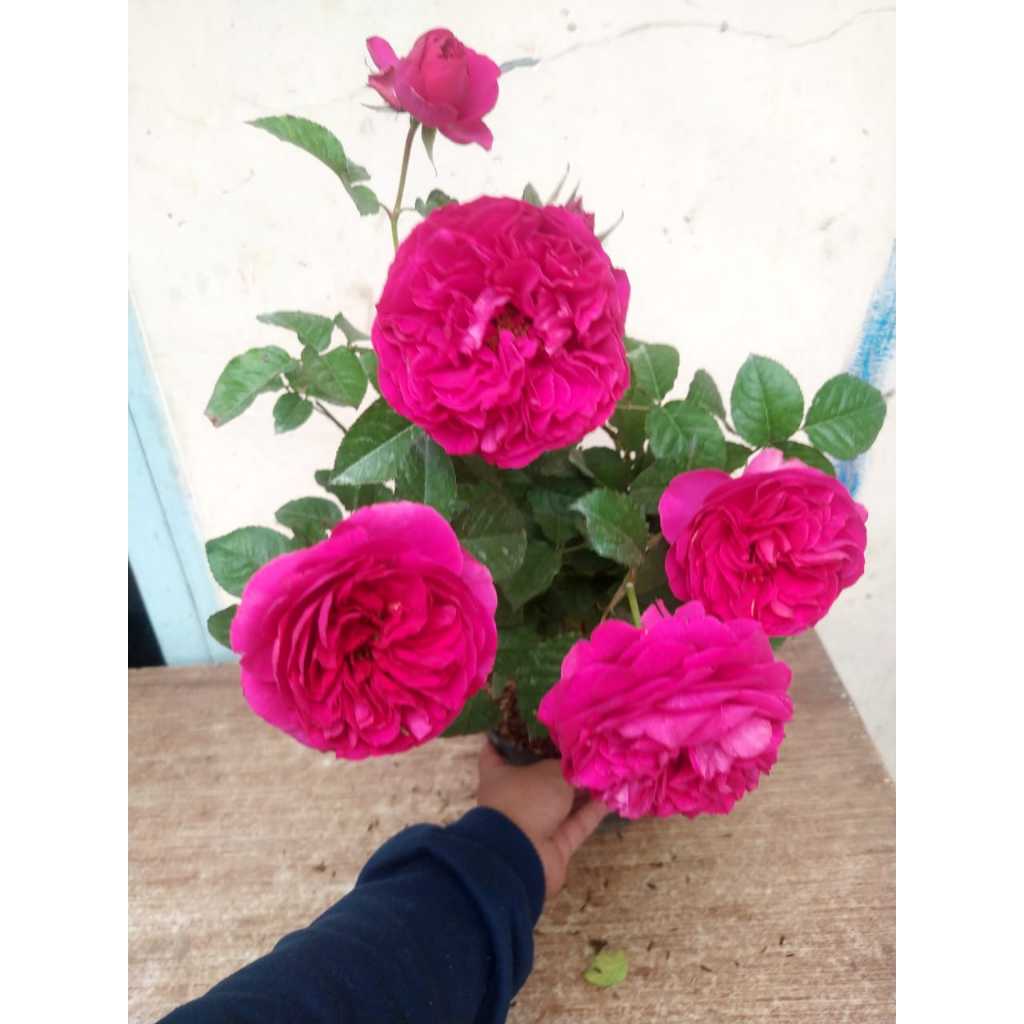 TANAMAN HIDUP BUNGA MAWAR IMPORT CATROSE