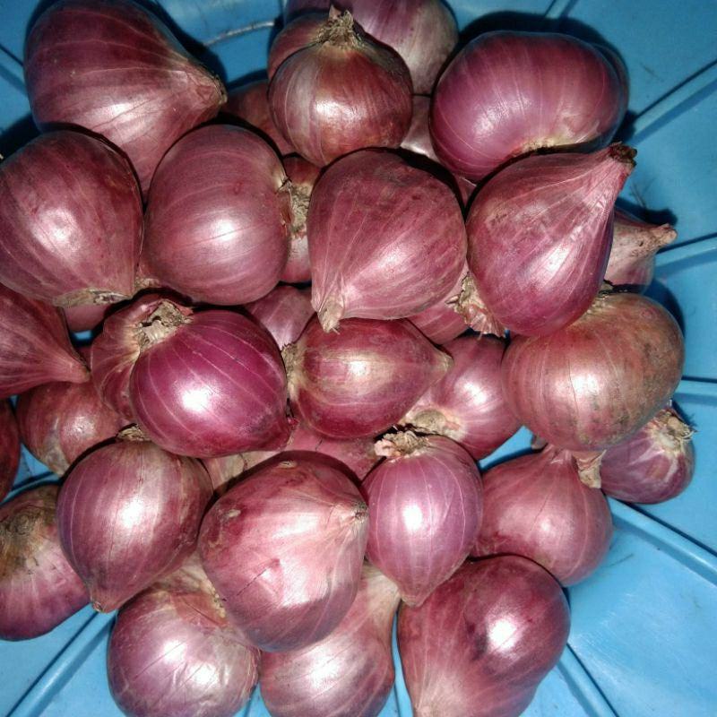 

bawang merah probolinggo
