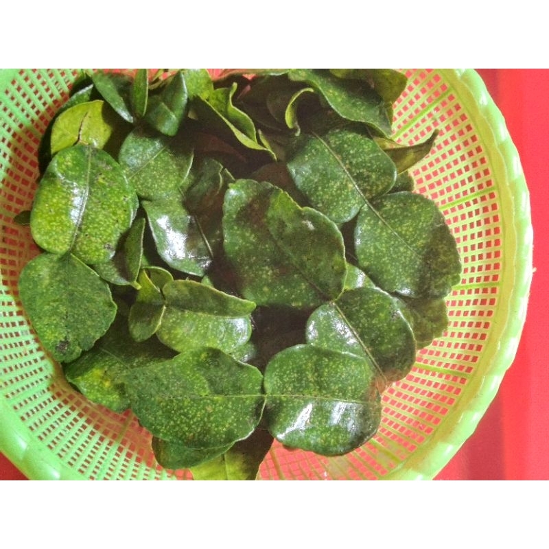 

Daun Jeruk segar | 250 Gram