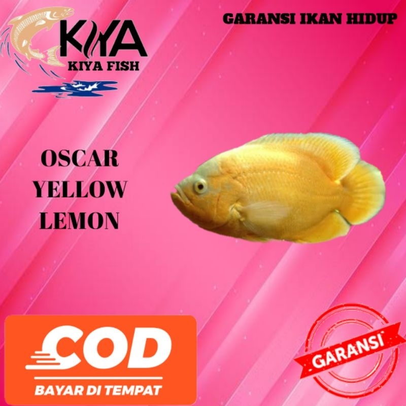 Oscar albino Tiger GM/Tiger batik GM/tembaga GM/yellow lemon/albino Paris GM/red chili 7-8cm