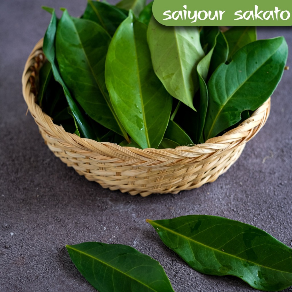 

Daun Salam Hijau Per Ikat - Saiyour Sakato