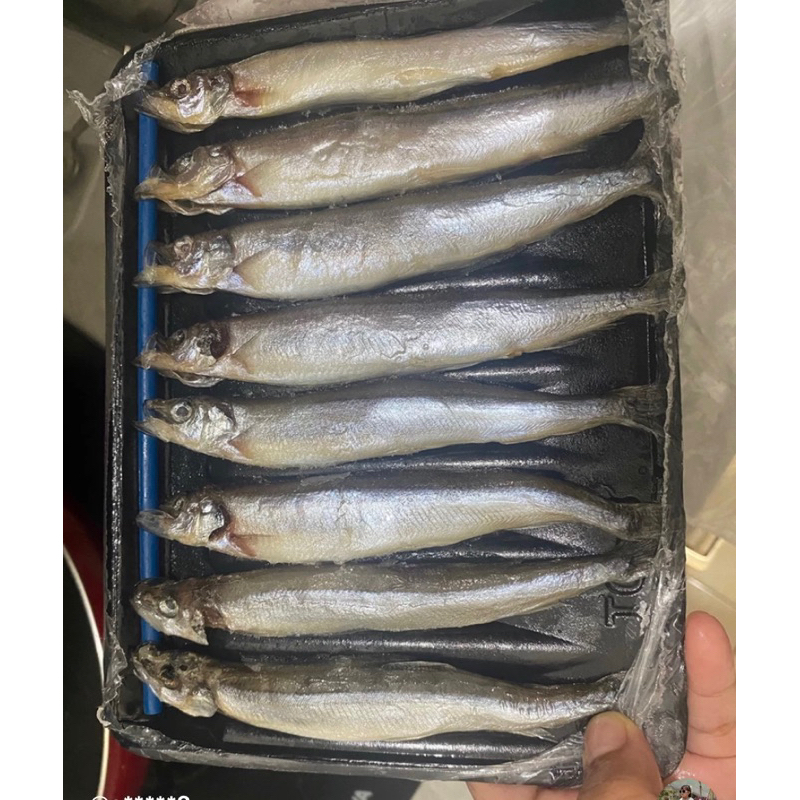 

ikan shisamo / ikan cipung isi 9 ikan