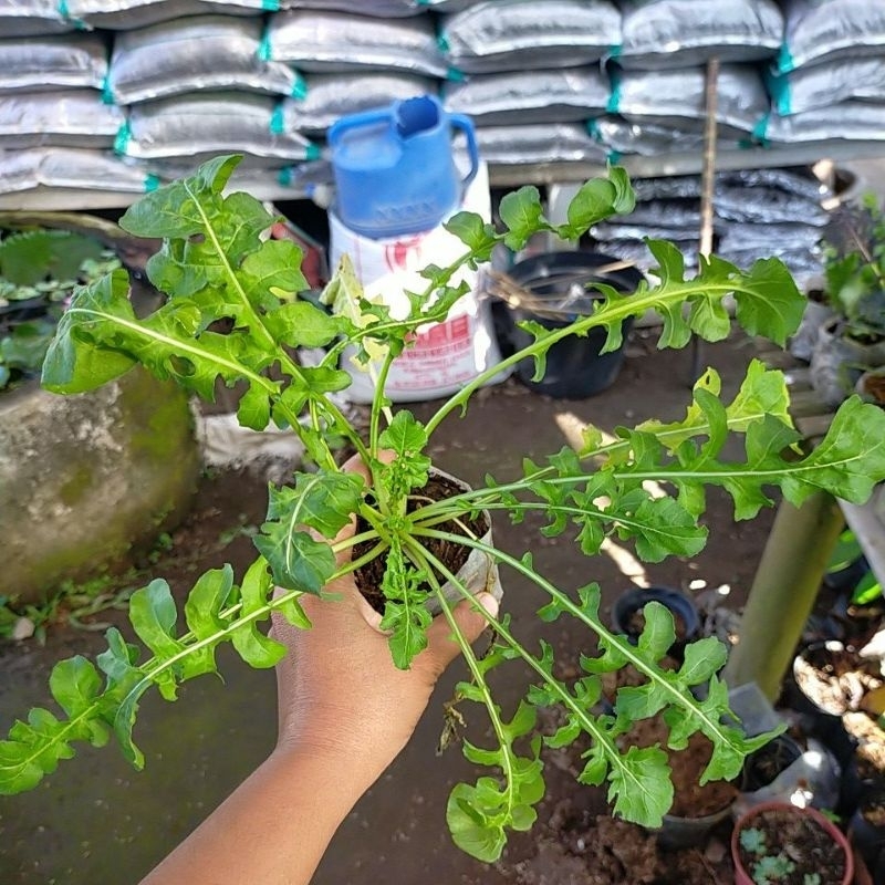 bibit tanaman sayur sayuran aragula arugula