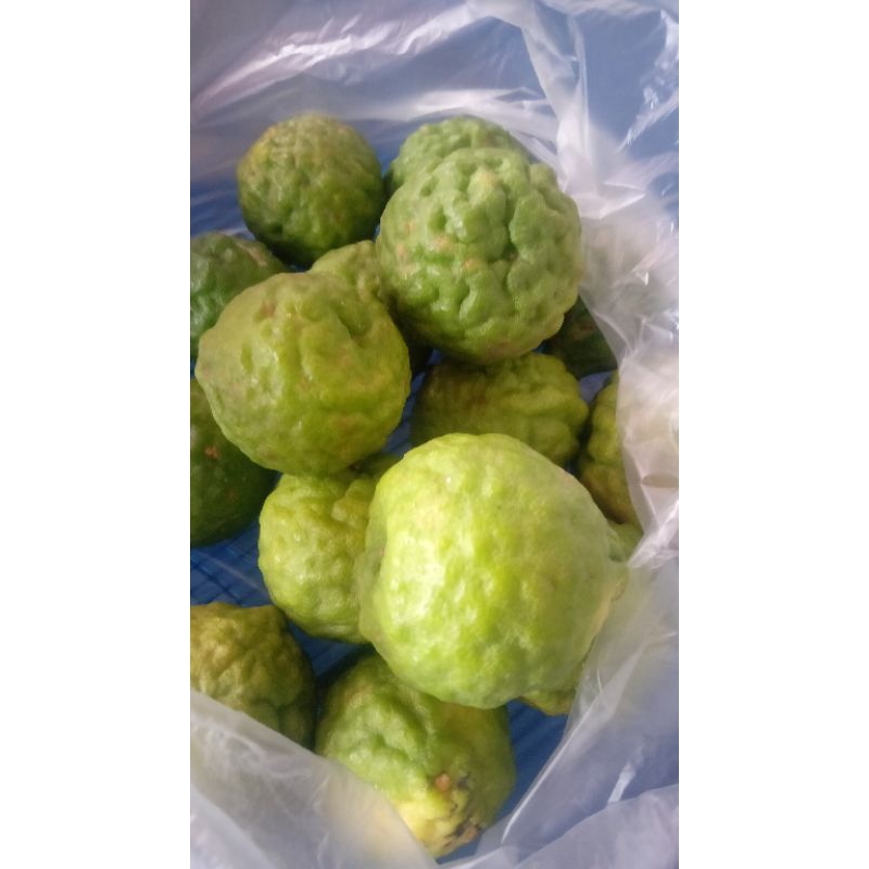 

buah jerukpurut