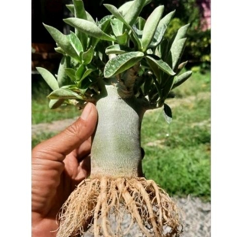 Adenium Program Akar Gurita - Kamboja Jepang Arabicum Godji Rcn Thaisoco Black Nomsod Kalamae KHZ, d