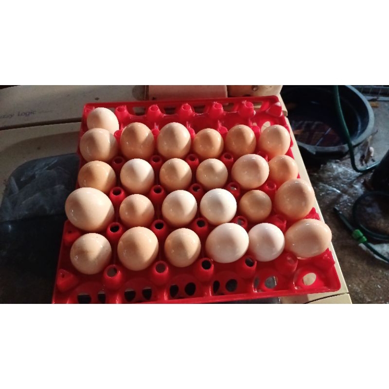 

Telur Fertil / Telur Tetas Ayam BP3.