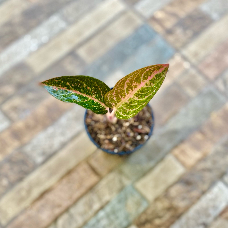 Aglaonema Kendedes
