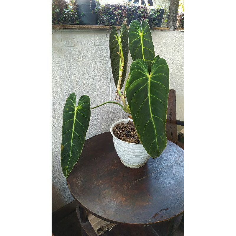 philodendron Melano narrow,realpict