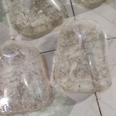 udang hidup 1 kantong pakan arwana oscar pbass louhan