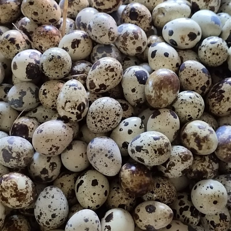 

Telur puyuh fresh per kilo