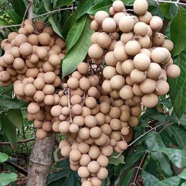Bibit Kelengkeng Matalada, Bibit Kelengkeng Merah, Bibit Kelengkeng Merah Berbunga