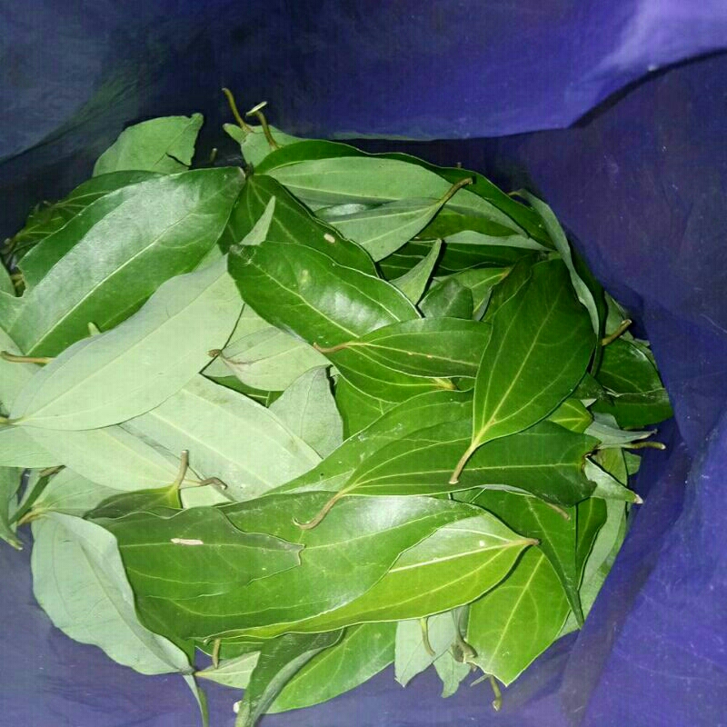 

DAUN KAYU MANIS 200 Gram (pesan baru dipetik)
