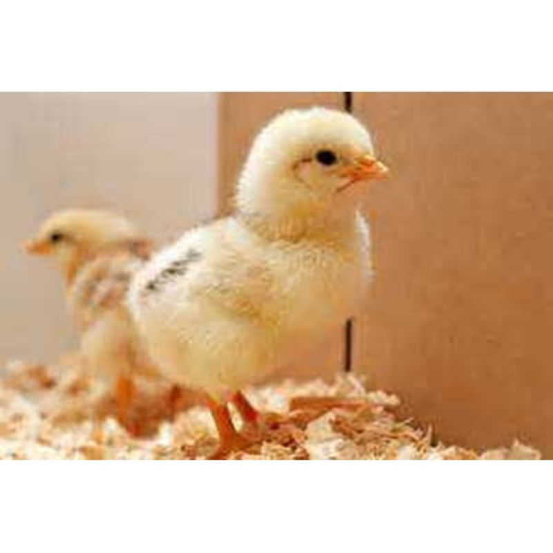 DOC Ayam Negri Penjantan