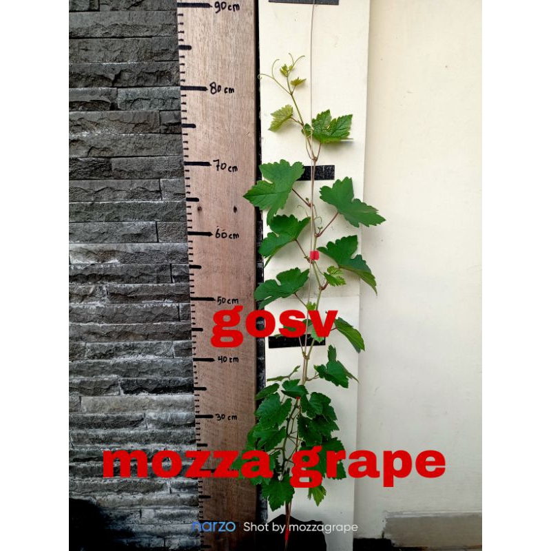 bibit anggur import gosv