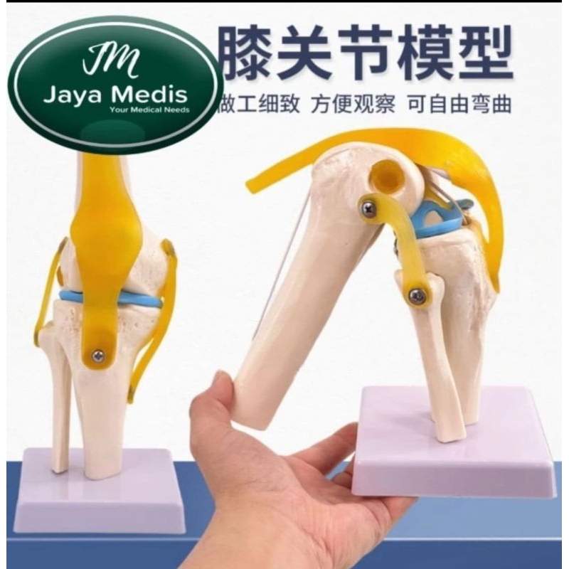 ANATOMI SENDI LUTUT MANUSIA