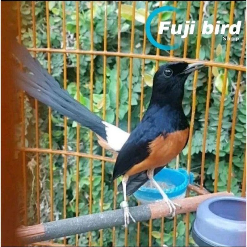 MURAI MEDAN HUTAN JANTAN NON GEMBUNG EKOR PANJANG