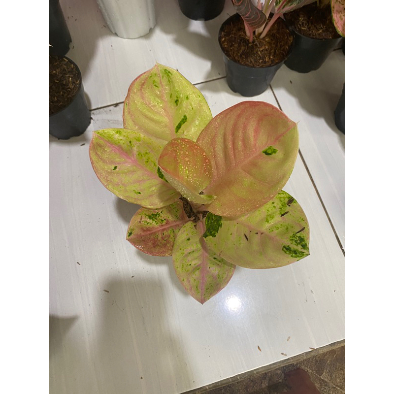 AGLONEMA EMERALD /EMERALD BULE/AGLONEMA EMERALD