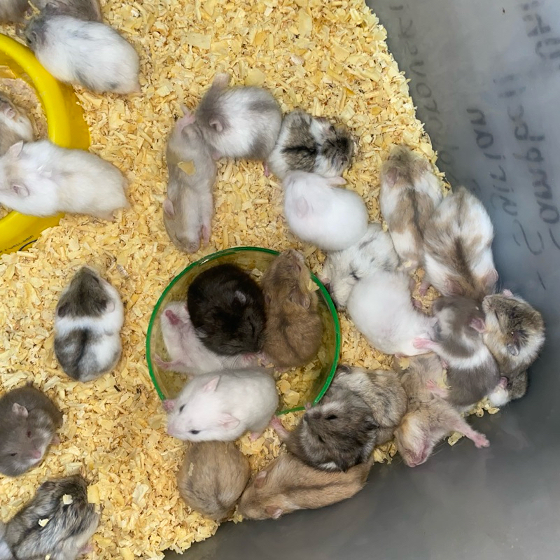 Hamster Campbell Dominan & Polos Anakan 1-2 Bulan (HANYA KIRIM KOTA PALEMBANG BACA DESKRIPSI)