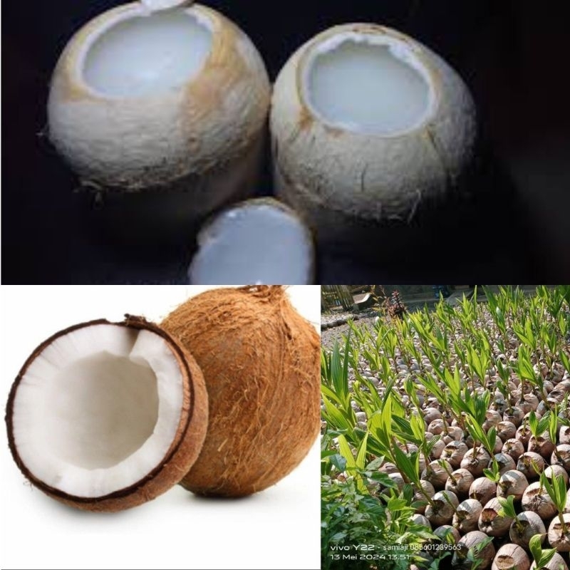 Kelapa Ijo Wulung, Kelapa ijo Merah, Kelapa ijo Muda