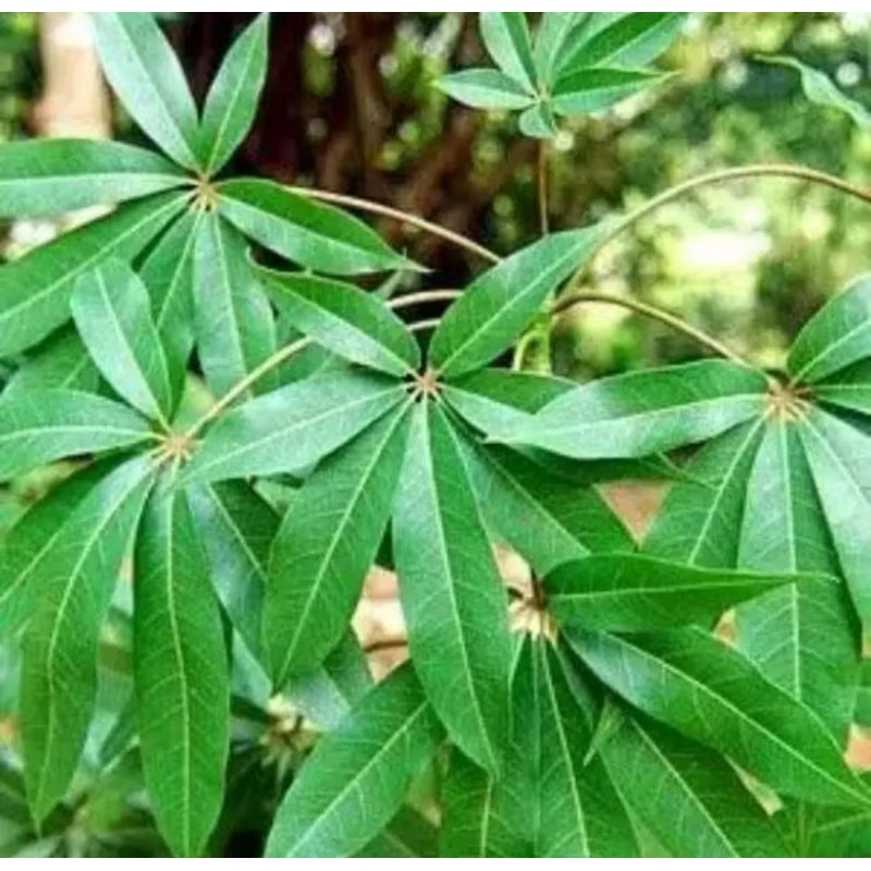 

5 Batang Daun Randu Segar Daun Kapuk Herbal