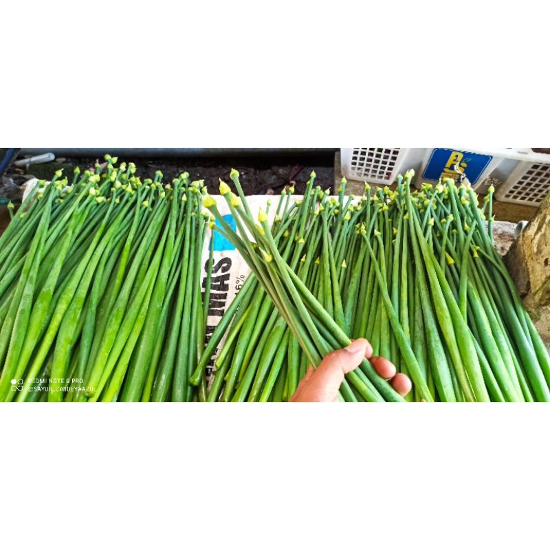 

Bunga bawang fresh langsung dari kebun 1 kg