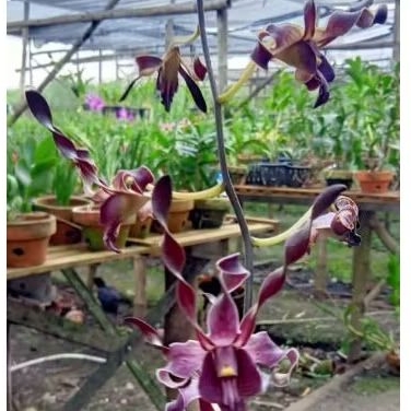 Anggrek Dendrobium MPU Gandring x Frans Twist