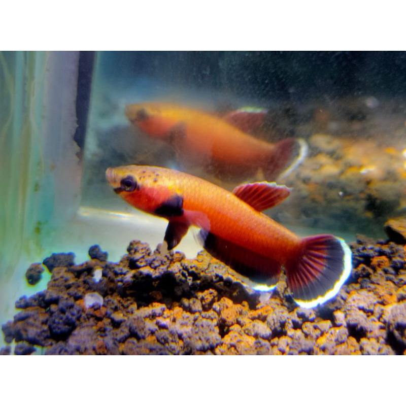 wild Betta channoides sepasang 4 cm siap breeding