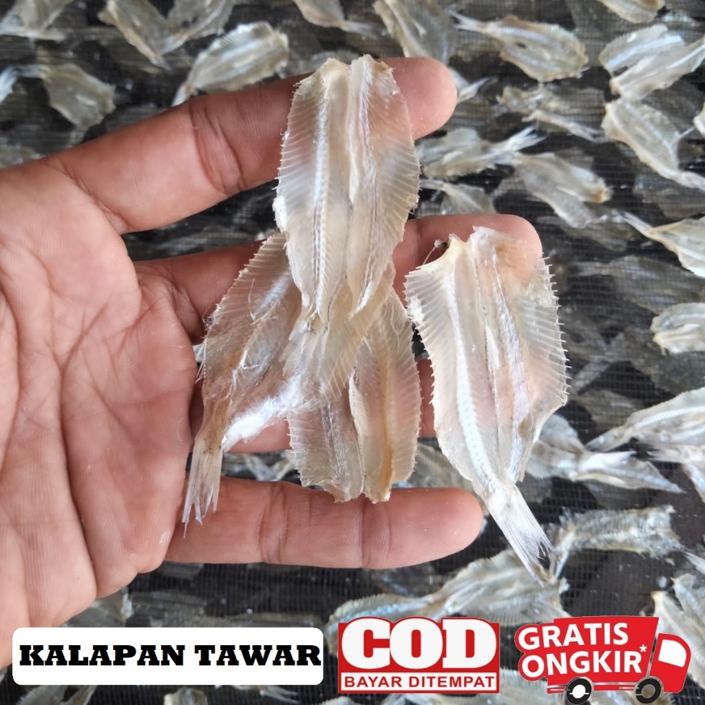 

Kalapan belah tawar / ikan pakang belah tawar kualitas super
