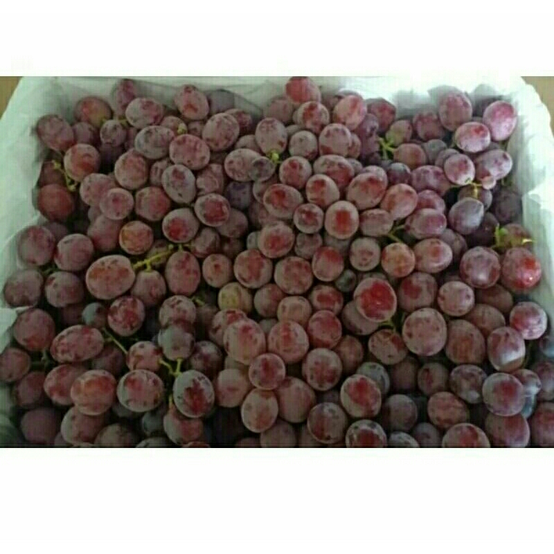 

Buah Anggur 1 keranjang 6kg