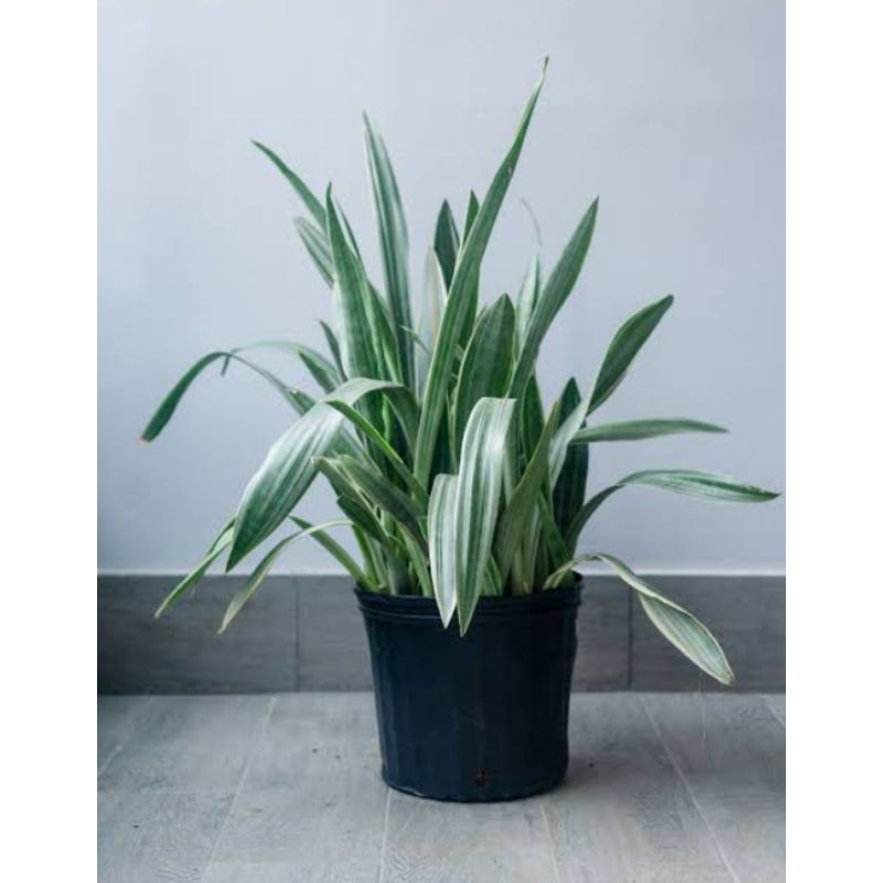 sansevieria silver queen
