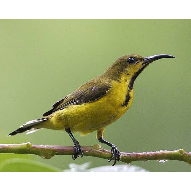 Sogon Metalik JANTAN