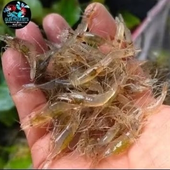 PAKAN IKAN / UDANG HIDUP PAKAN IKAN PREDATOR