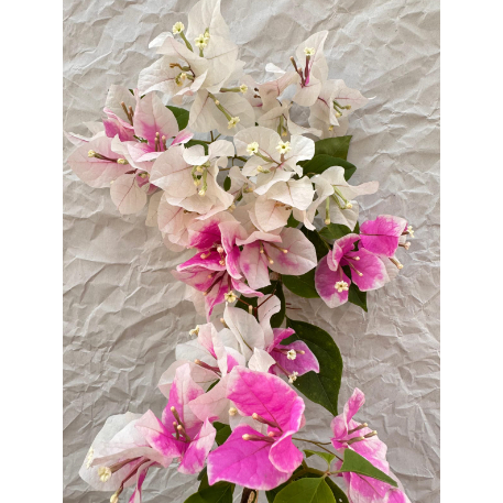 Id Bougenville Sakura Ice Cream