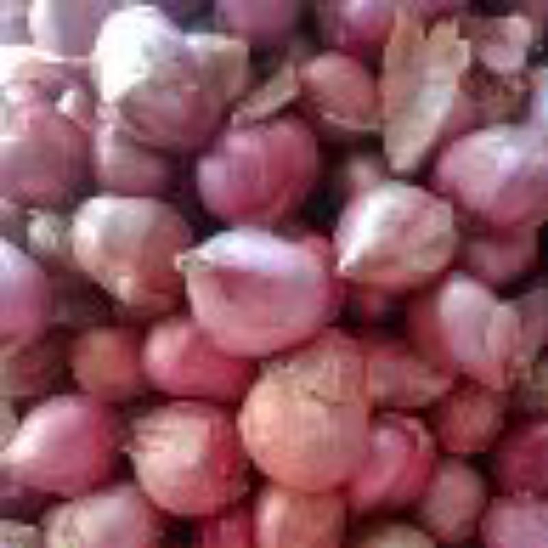 

bawang Merah super cantik dan murah